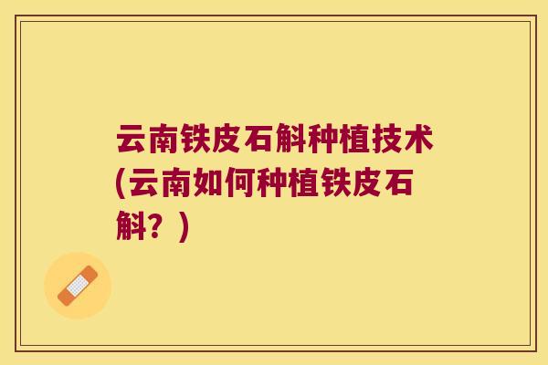 云南铁皮石斛种植技术(云南如何种植铁皮石斛？)
