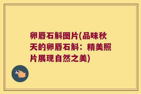 卵唇石斛图片(品味秋天的卵唇石斛：精美照片展现自然之美)