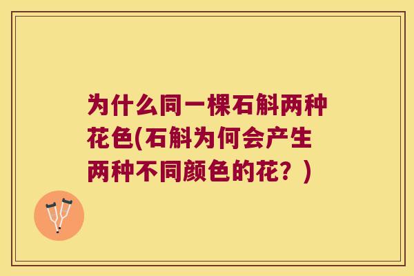 为什么同一棵石斛两种花色(石斛为何会产生两种不同颜色的花？)