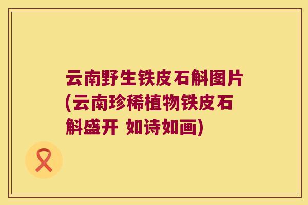 云南野生铁皮石斛图片(云南珍稀植物铁皮石斛盛开 如诗如画)