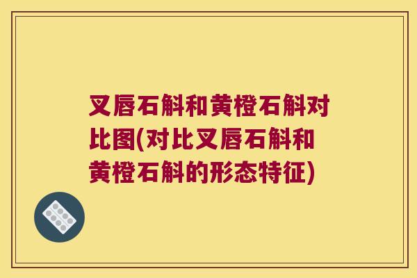 叉唇石斛和黄橙石斛对比图(对比叉唇石斛和黄橙石斛的形态特征)