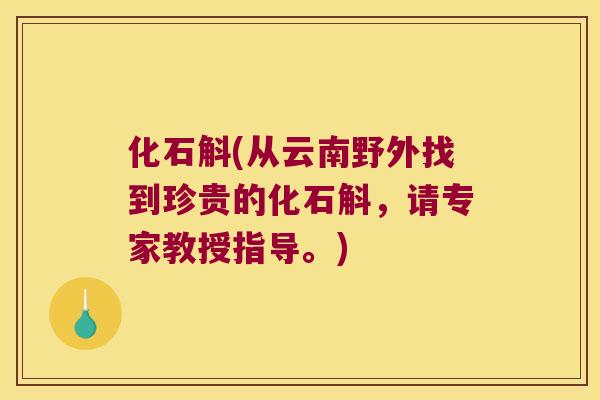 化石斛(从云南野外找到珍贵的化石斛，请专家教授指导。)