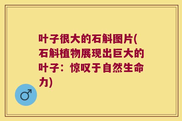 叶子很大的石斛图片(石斛植物展现出巨大的叶子:惊叹于自然生命力) 叶子很大的石斛图片(石斛植物展现出巨大的叶子:惊叹于自然生命力)