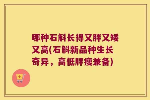 哪种石斛长得又胖又矮又高(石斛新品种生长奇异，高低胖瘦兼备)