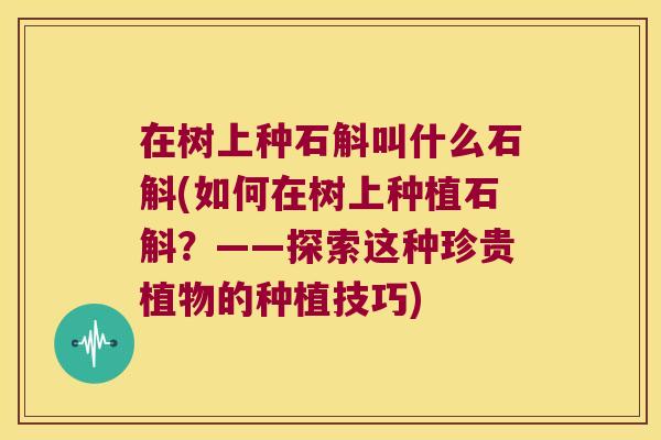 在树上种石斛叫什么石斛(如何在树上种植石斛？——探索这种珍贵植物的种植技巧)