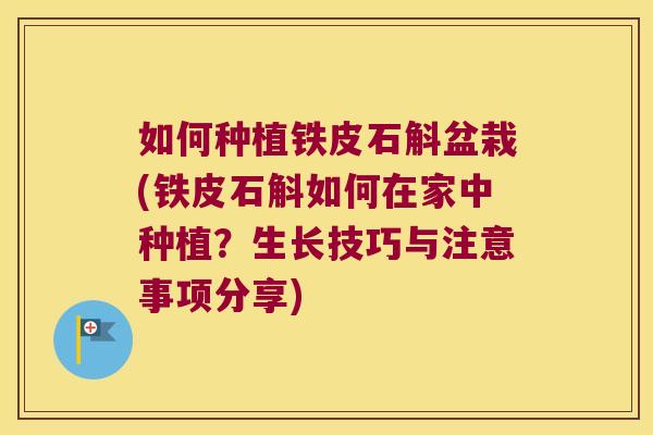如何种植铁皮石斛盆栽(铁皮石斛如何在家中种植？生长技巧与注意事项分享)
