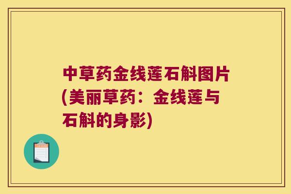 中草药金线莲石斛图片(美丽草药：金线莲与石斛的身影)