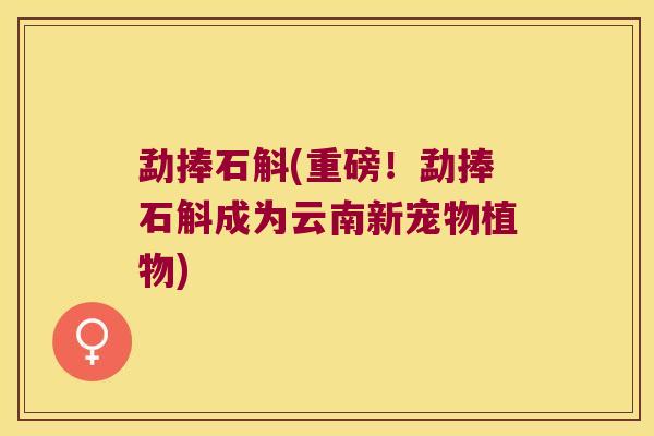 勐捧石斛(重磅！勐捧石斛成为云南新宠物植物)