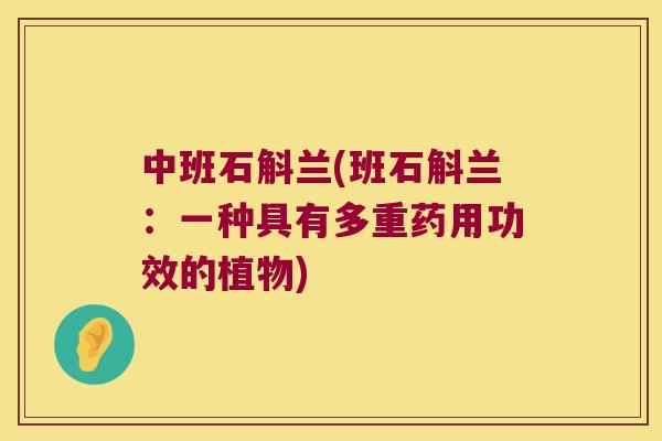 中班石斛兰(班石斛兰：一种具有多重药用功效的植物)