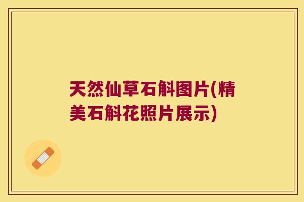天然仙草石斛图片(精美石斛花照片展示)