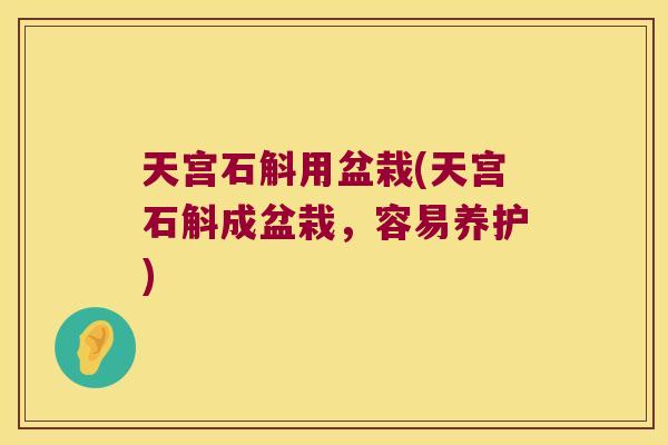 天宫石斛用盆栽(天宫石斛成盆栽,容易养护) 天宫石斛用盆栽(天宫石斛成盆栽,容易养护)
