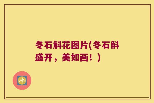 冬石斛花图片(冬石斛盛开，美如画！)