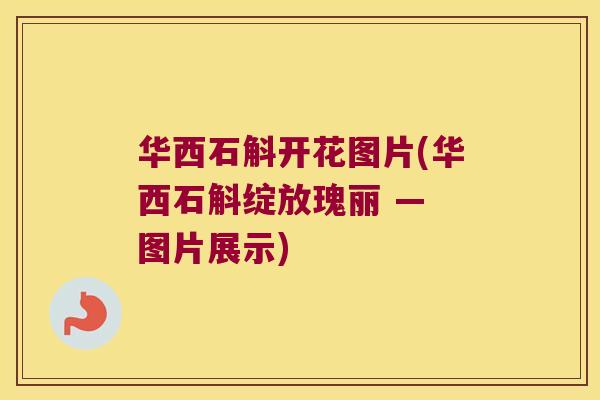 华西石斛开花图片(华西石斛绽放瑰丽 — 图片展示) 华西石斛开花图片(华西石斛绽放瑰丽 — 图片展示)
