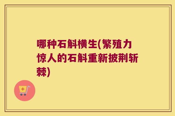 哪种石斛横生(繁殖力惊人的石斛重新披荆斩棘)