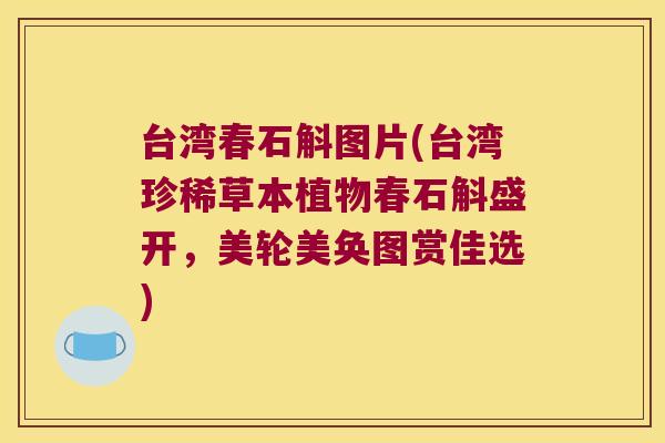 台湾春石斛图片(台湾珍稀草本植物春石斛盛开，美轮美奂图赏佳选)