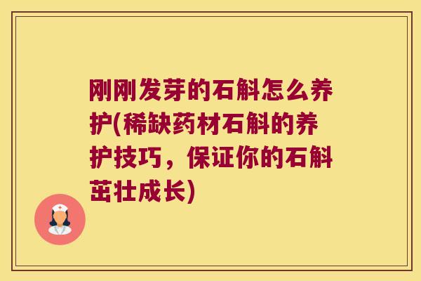 刚刚发芽的石斛怎么养护(稀缺药材石斛的养护技巧，保证你的石斛茁壮成长)