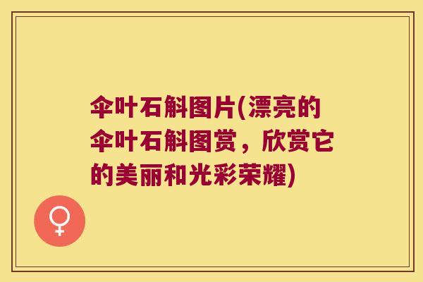 伞叶石斛图片(漂亮的伞叶石斛图赏，欣赏它的美丽和光彩荣耀)