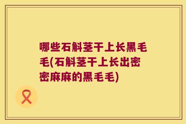哪些石斛茎干上长黑毛毛(石斛茎干上长出密密麻麻的黑毛毛)