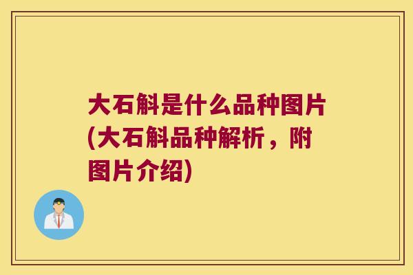 大石斛是什么品种图片(大石斛品种解析，附图片介绍)