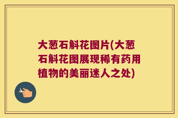大葱石斛花图片(大葱石斛花图展现稀有药用植物的美丽迷人之处)