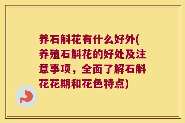 养石斛花有什么好外(养殖石斛花的好处及注意事项，全面了解石斛花花期和花色特点)