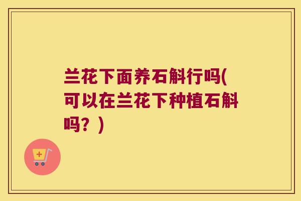 兰花下面养石斛行吗(可以在兰花下种植石斛吗？)