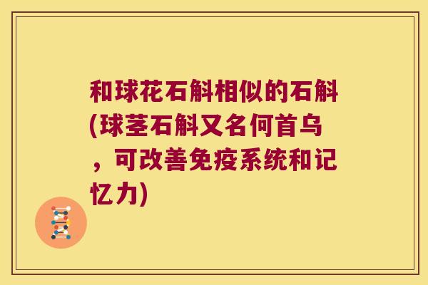 和球花石斛相似的石斛(球茎石斛又名何首乌，可改善免疫系统和记忆力)