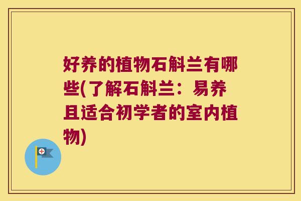 好养的植物石斛兰有哪些(了解石斛兰：易养且适合初学者的室内植物)