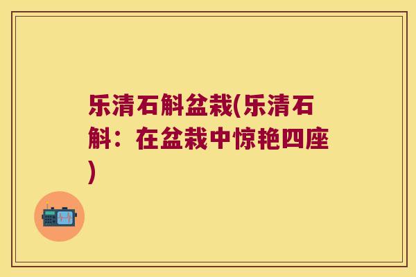 乐清石斛盆栽(乐清石斛：在盆栽中惊艳四座)