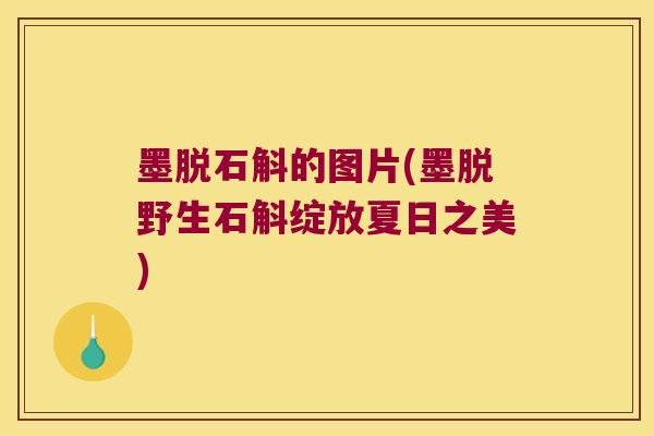 墨脱石斛的图片(墨脱野生石斛绽放夏日之美)