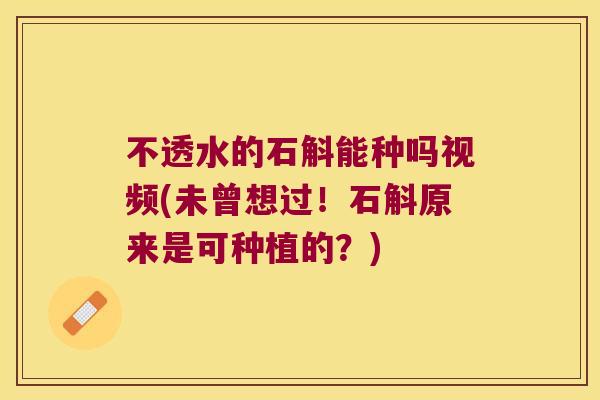 不透水的石斛能种吗视频(未曾想过!石斛原来是可种植的?) 不透水的石斛能种吗视频(未曾想过!石斛原来是可种植的?)