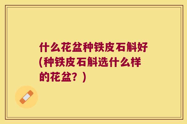什么花盆种铁皮石斛好(种铁皮石斛选什么样的花盆？)