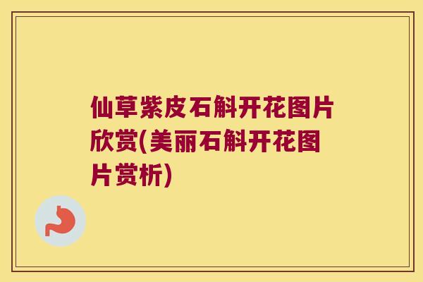仙草紫皮石斛开花图片欣赏(美丽石斛开花图片赏析)