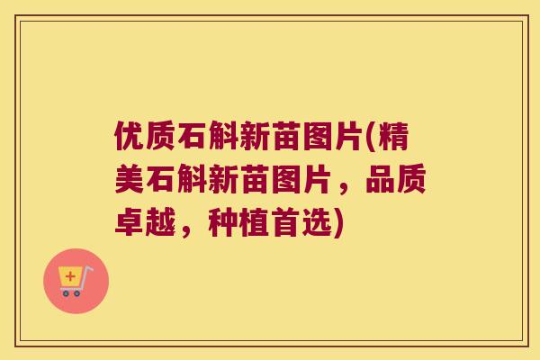 优质石斛新苗图片(精美石斛新苗图片，品质卓越，种植首选)