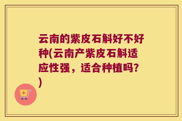 云南的紫皮石斛好不好种(云南产紫皮石斛适应性强，适合种植吗？)