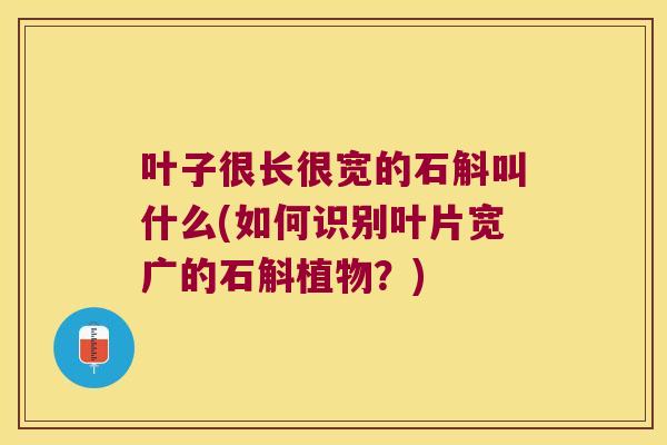 叶子很长很宽的石斛叫什么(如何识别叶片宽广的石斛植物？)