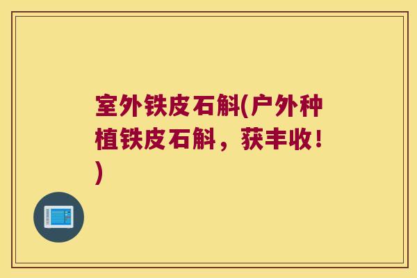 室外铁皮石斛(户外种植铁皮石斛，获丰收！)