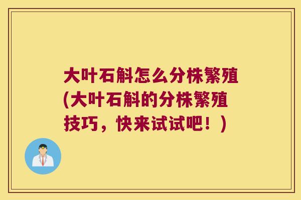 大叶石斛怎么分株繁殖(大叶石斛的分株繁殖技巧，快来试试吧！)