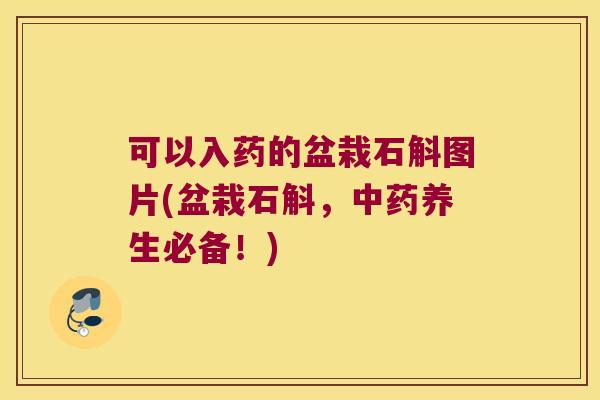可以入药的盆栽石斛图片(盆栽石斛，中药养生必备！)