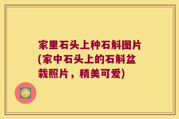 家里石头上种石斛图片(家中石头上的石斛盆栽照片，精美可爱)