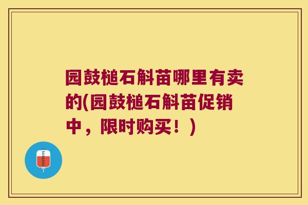 园鼓槌石斛苗哪里有卖的(园鼓槌石斛苗促销中，限时购买！)