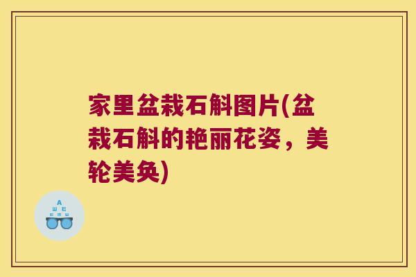 家里盆栽石斛图片(盆栽石斛的艳丽花姿，美轮美奂)