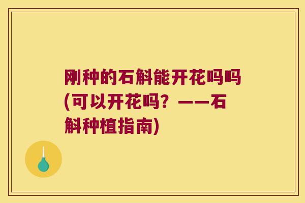 刚种的石斛能开花吗吗(可以开花吗？——石斛种植指南)