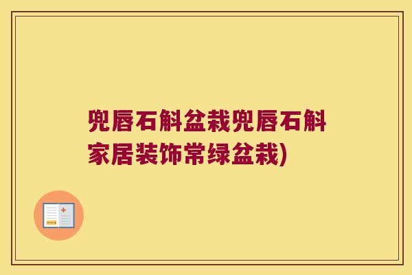 兜唇石斛盆栽兜唇石斛家居装饰常绿盆栽)