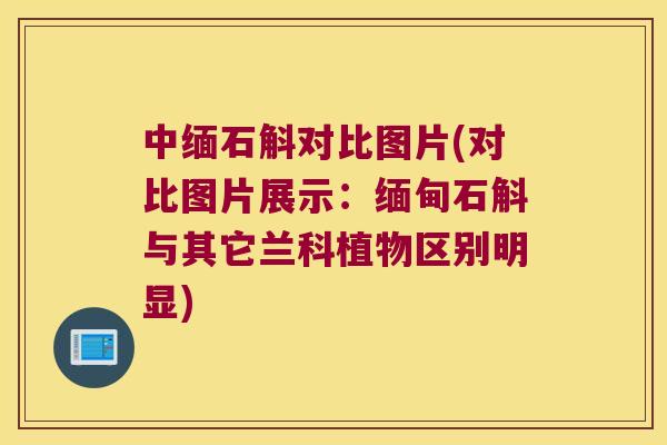 中缅石斛对比图片(对比图片展示：缅甸石斛与其它兰科植物区别明显)
