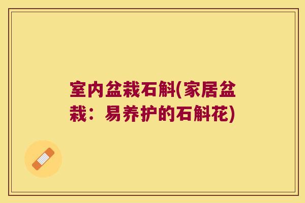 室内盆栽石斛(家居盆栽:易养护的石斛花) 室内盆栽石斛(家居盆栽:易养护的石斛花)