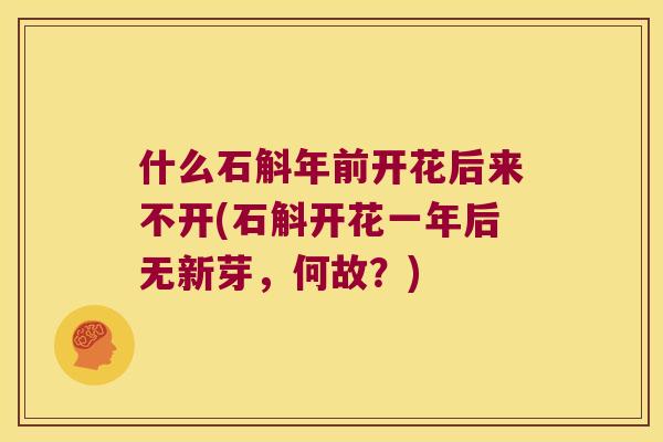 什么石斛年前开花后来不开(石斛开花一年后无新芽，何故？)