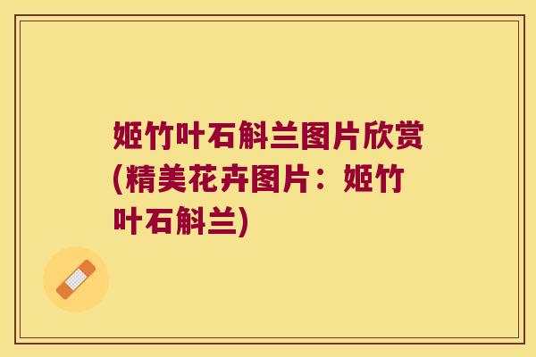 姬竹叶石斛兰图片欣赏(精美花卉图片：姬竹叶石斛兰)