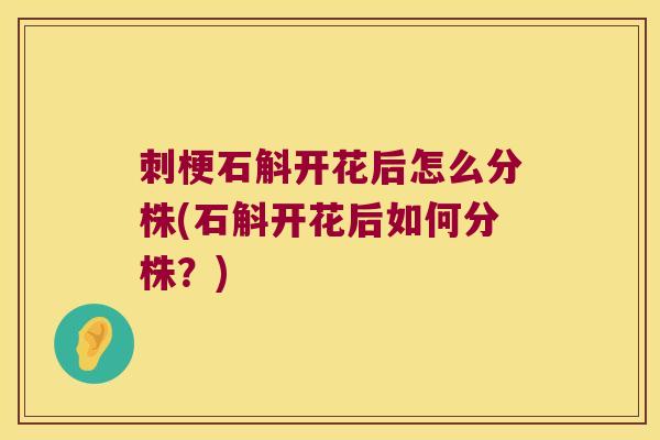 刺梗石斛开花后怎么分株(石斛开花后如何分株？)