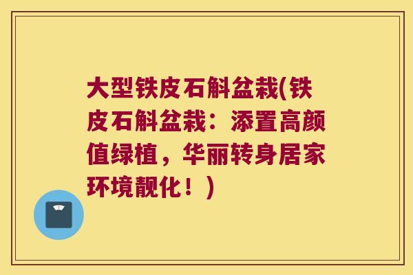 大型铁皮石斛盆栽(铁皮石斛盆栽：添置高颜值绿植，华丽转身居家环境靓化！)